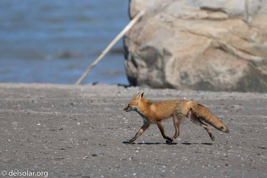 Canon EOS 7D Mark II - EF600mm f/4L IS II USM - 1/5000 sec at f / 4.5 - 1/3 EV