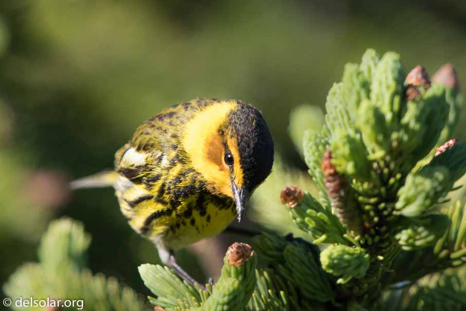 Canon EOS 7D Mark II - EF600mm f/4L IS II USM - 1/1250 sec at f / 4.5 - 1/3 EV