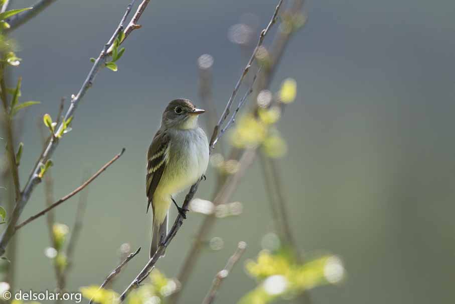 Canon EOS 7D Mark II - EF600mm f/4L IS II USM - 1/1600 sec at f / 4.5 - 1/3 EV