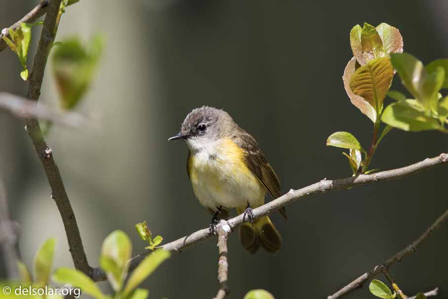 Canon EOS 7D Mark II - EF600mm f/4L IS II USM - 1/1600 sec at f / 4.5 - 1/3 EV