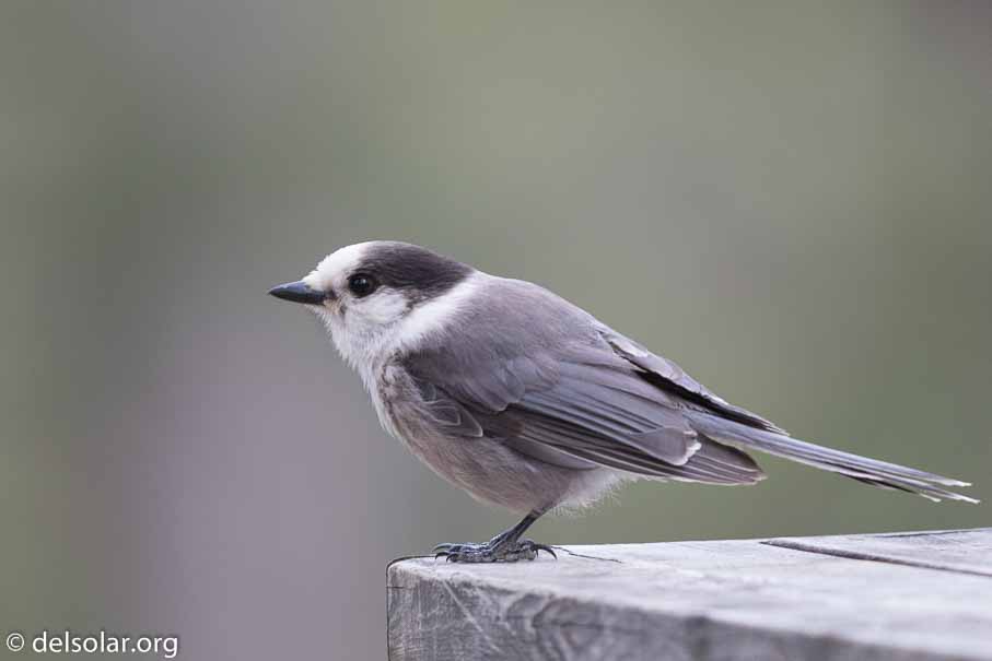 Canon EOS 7D Mark II - EF600mm f/4L IS II USM - 1/80 sec at f / 4.5 - 2/3 EV