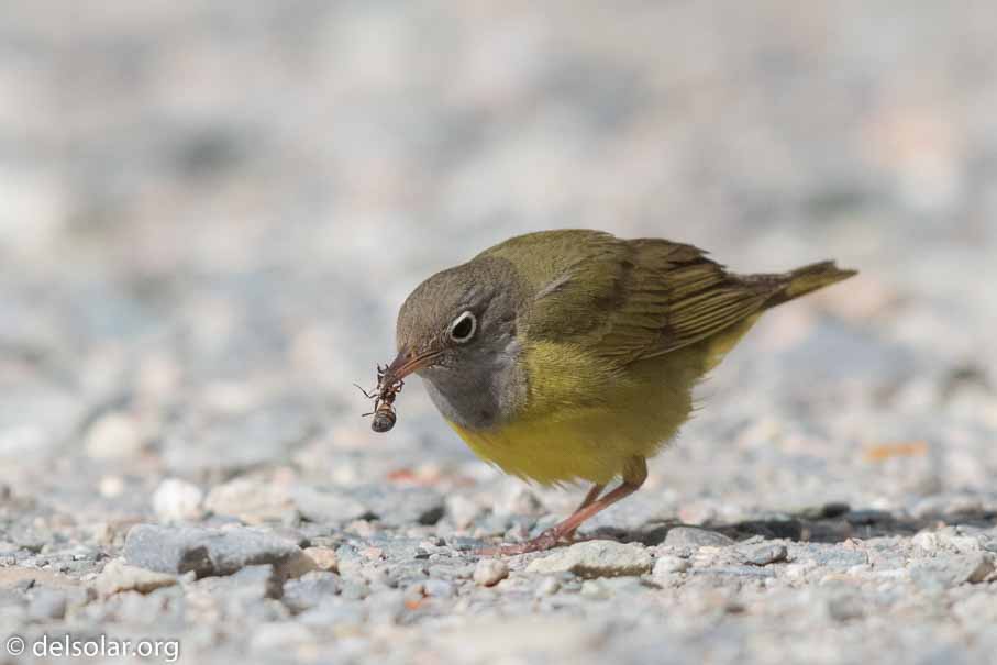 Canon EOS 7D Mark II - EF600mm f/4L IS II USM - 1/8000 sec at f / 4.5 - 1/3 EV