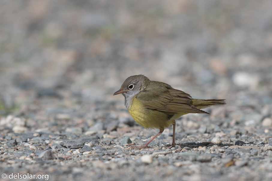 Canon EOS 7D Mark II - EF600mm f/4L IS II USM - 1/2500 sec at f / 5.6 - 1/3 EV