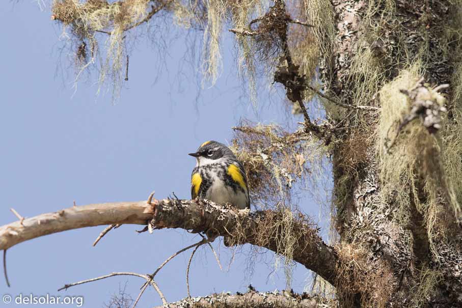 Canon EOS 7D Mark II - EF600mm f/4L IS II USM - 1/1250 sec at f / 5.6 - 1/3 EV