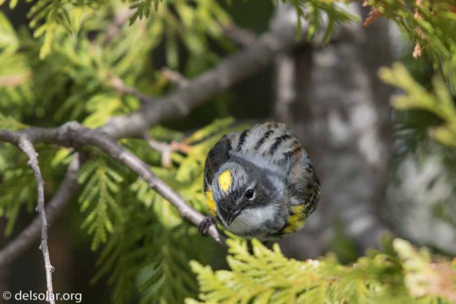 Canon EOS 7D Mark II - EF600mm f/4L IS II USM - 1/1250 sec at f / 4.5 - 1/3 EV