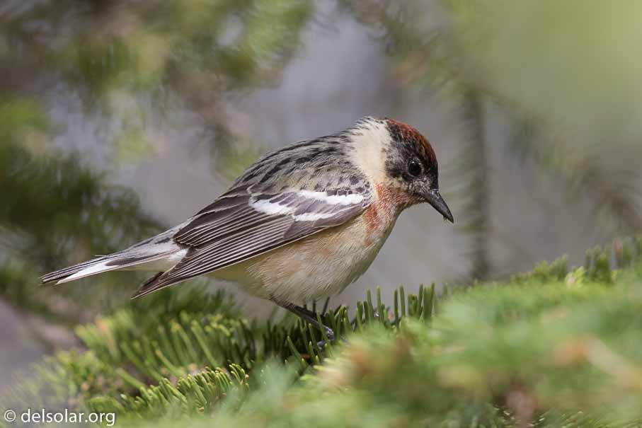 Canon EOS 7D Mark II - EF600mm f/4L IS II USM - 1/640 sec at f / 4.5 - 1/3 EV