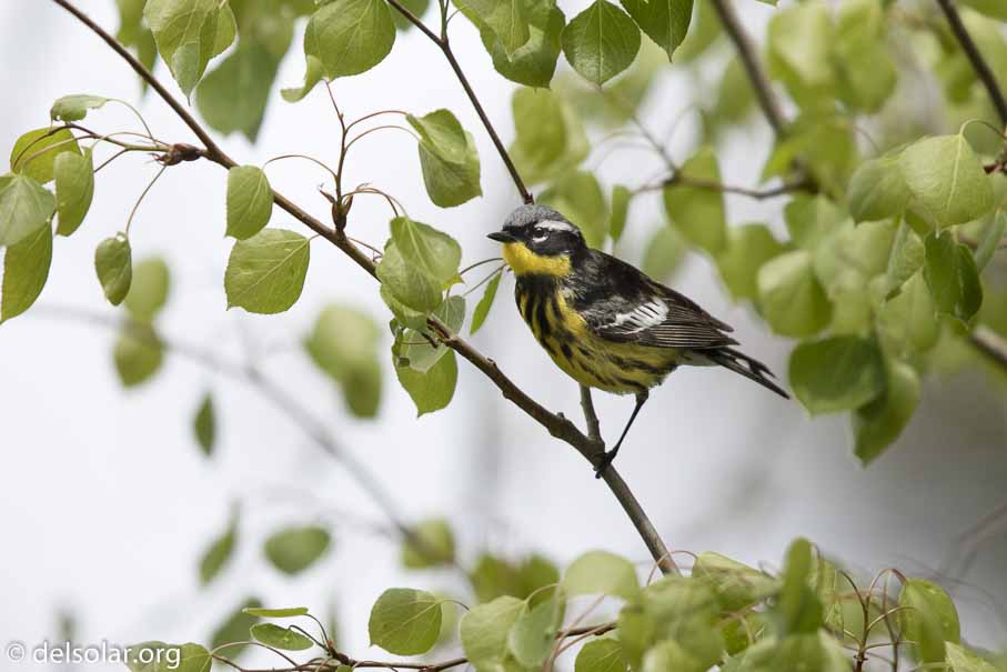 Canon EOS 7D Mark II - EF600mm f/4L IS II USM - 1/4000 sec at f / 4.5 - 1/3 EV