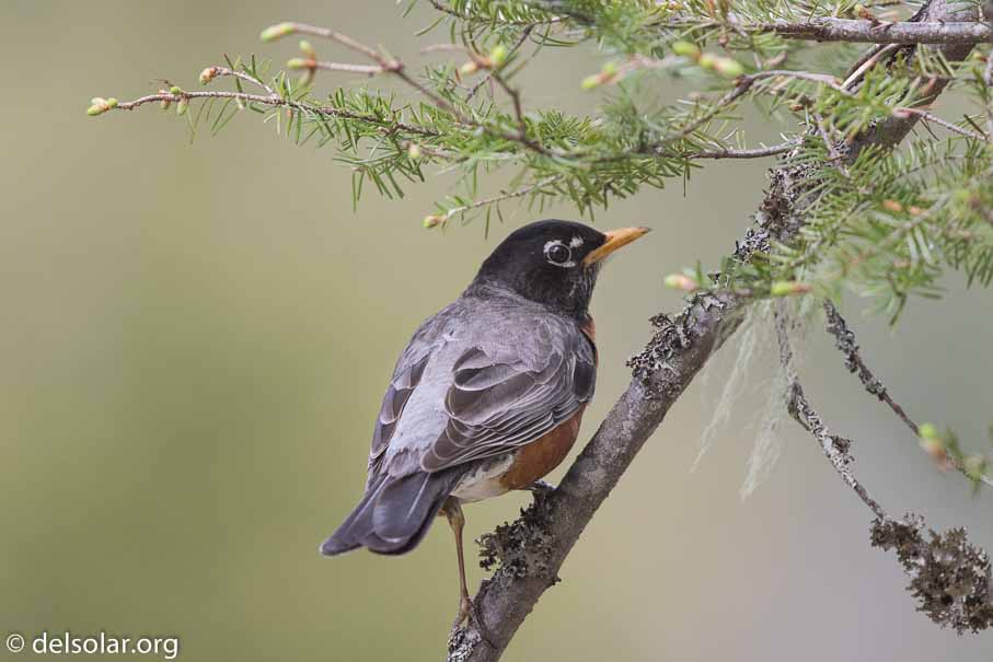 Canon EOS 7D Mark II - EF600mm f/4L IS II USM - 1/1250 sec at f / 4.5 - 1/3 EV