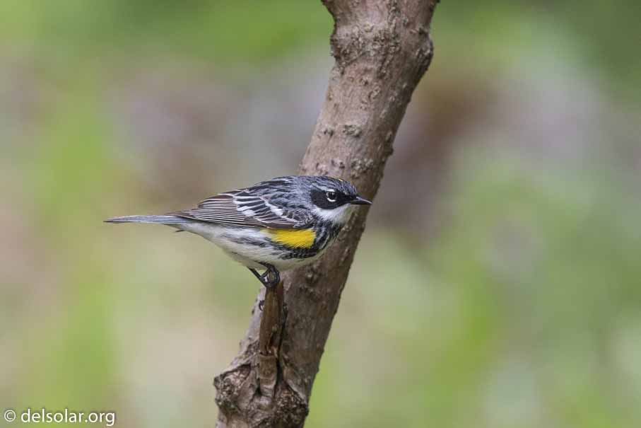 Canon EOS 7D Mark II - EF600mm f/4L IS II USM - 1/1600 sec at f / 4.5 - 1/3 EV