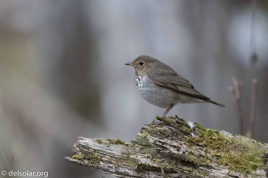 Canon EOS 7D Mark II - EF600mm f/4L IS II USM - 1/800 sec at f / 4.0 - 1/3 EV