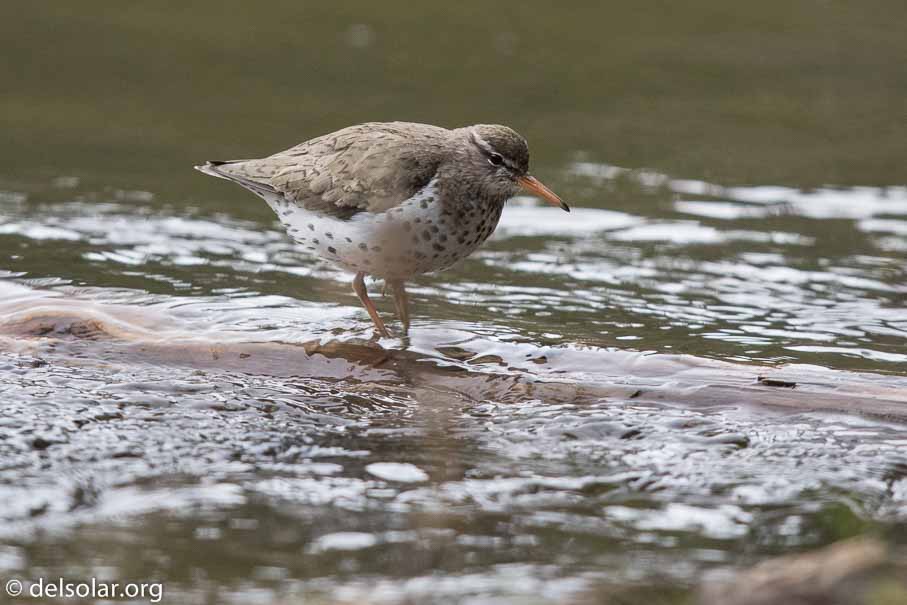 Canon EOS 7D Mark II - EF600mm f/4L IS II USM - 1/1600 sec at f / 4.5 - 1/3 EV