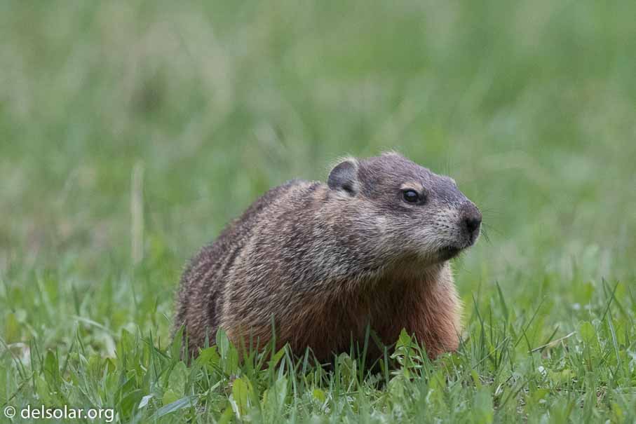 Canon EOS 7D Mark II - EF600mm f/4L IS II USM - 1/1600 sec at f / 4.5 - 1/3 EV