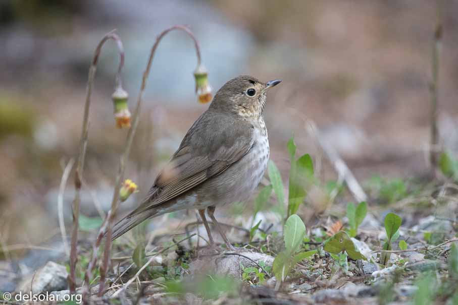 Canon EOS 7D Mark II - EF600mm f/4L IS II USM - 1/800 sec at f / 4.0 - 1 EV