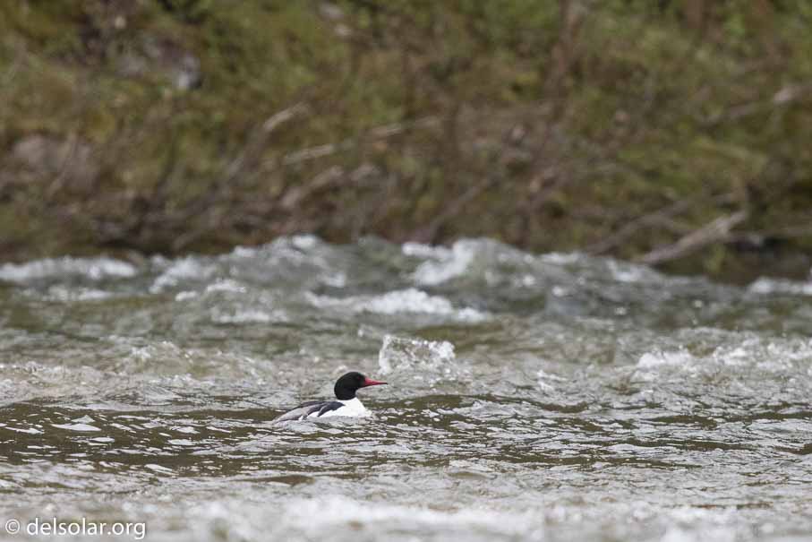 Canon EOS 7D Mark II - EF600mm f/4L IS II USM - 1/3200 sec at f / 4.5 - 2/3 EV