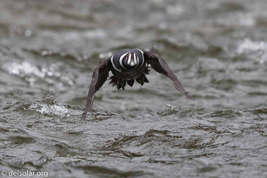 Canon EOS 7D Mark II - EF600mm f/4L IS II USM - 1/4000 sec at f / 4.5 - 1/3 EV