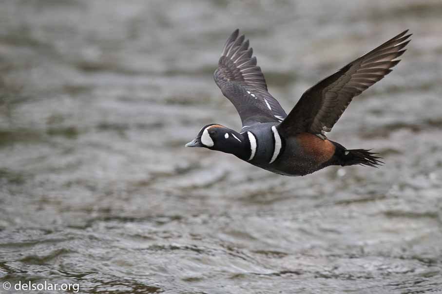 Canon EOS 7D Mark II - EF600mm f/4L IS II USM - 1/3200 sec at f / 4.5 - 1/3 EV