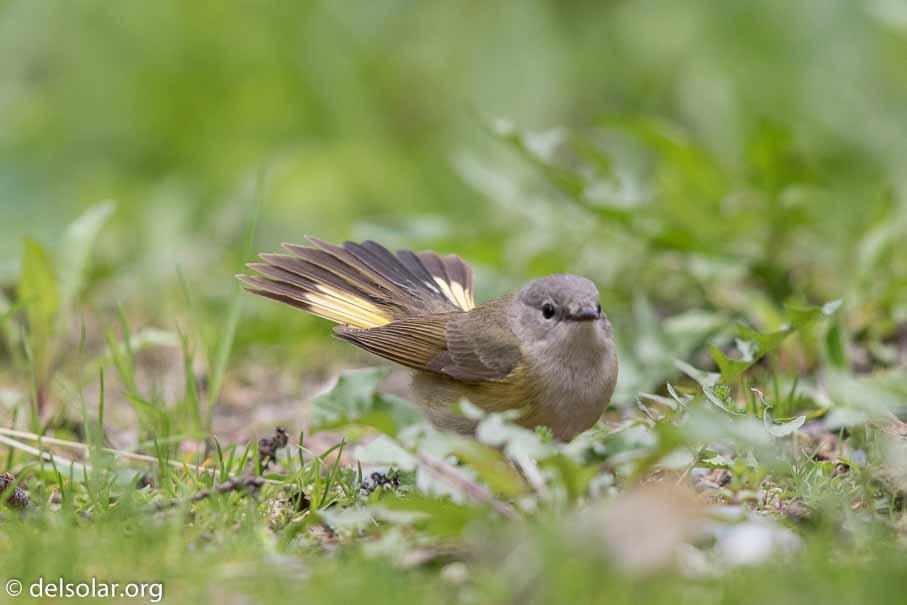 Canon EOS 7D Mark II - EF600mm f/4L IS II USM - 1/2000 sec at f / 4.5 - 1/3 EV