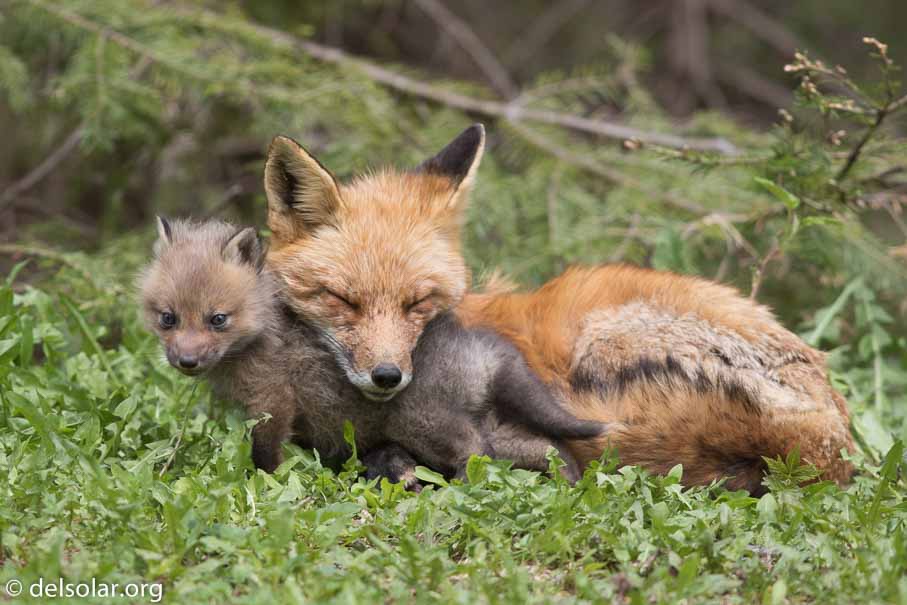 Canon EOS 7D Mark II - EF600mm f/4L IS II USM - 1/2000 sec at f / 4.5 - 1/3 EV