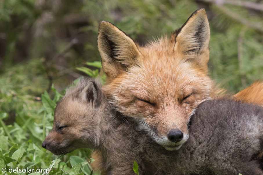 Canon EOS 7D Mark II - EF600mm f/4L IS II USM - 1/2000 sec at f / 4.5 - 1/3 EV