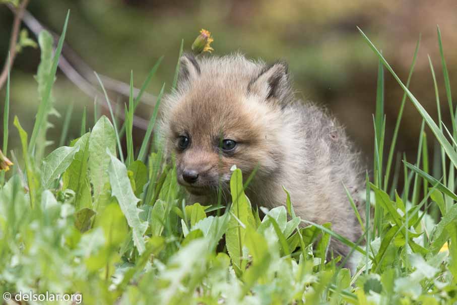 Canon EOS 7D Mark II - EF600mm f/4L IS II USM - 1/640 sec at f / 5.0 - 1/3 EV