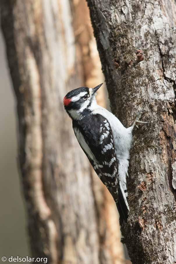 Canon EOS 7D Mark II - EF600mm f/4L IS II USM - 1/2000 sec at f / 4.5 - 1/3 EV