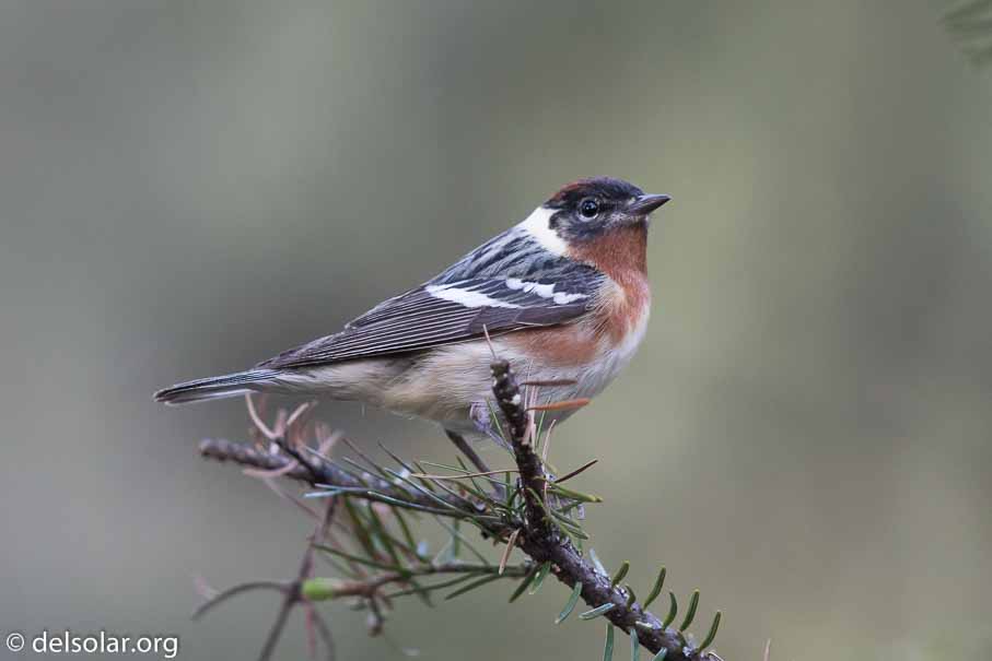 Canon EOS 7D Mark II - EF600mm f/4L IS II USM - 1/320 sec at f / 4.0 - 1/3 EV