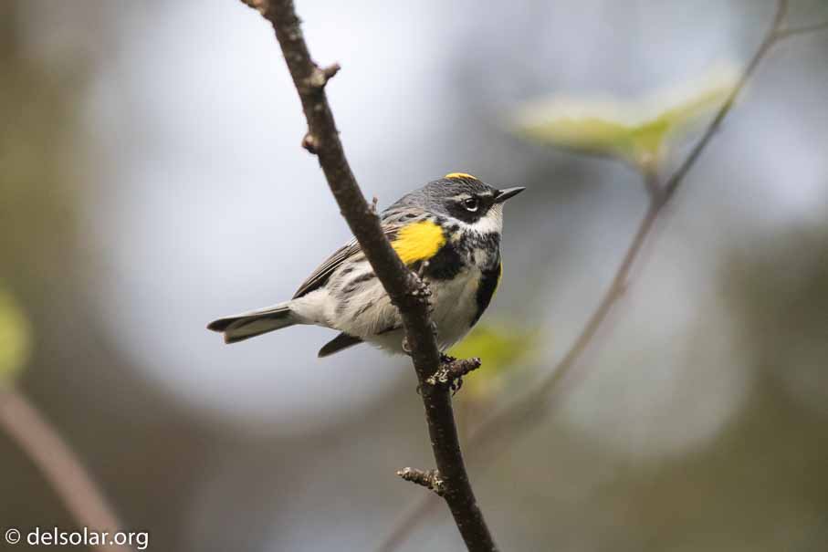 Canon EOS 7D Mark II - EF600mm f/4L IS II USM - 1/1250 sec at f / 4.5 - 1/3 EV