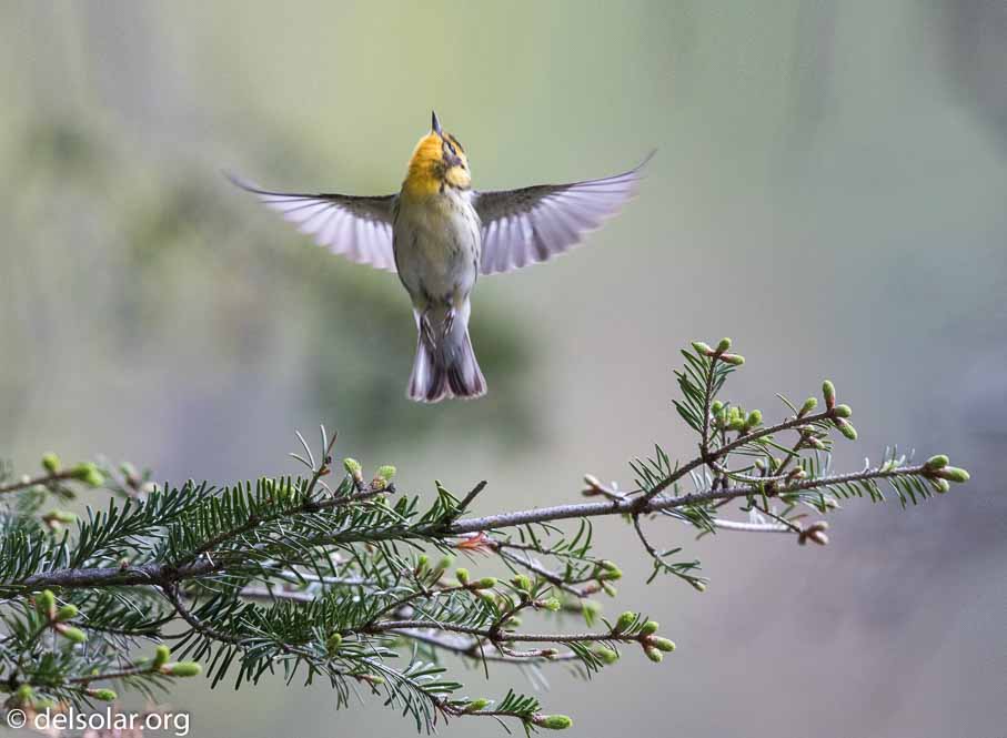 Canon EOS 7D Mark II - EF600mm f/4L IS II USM - 1/1250 sec at f / 4.5 - 2/3 EV