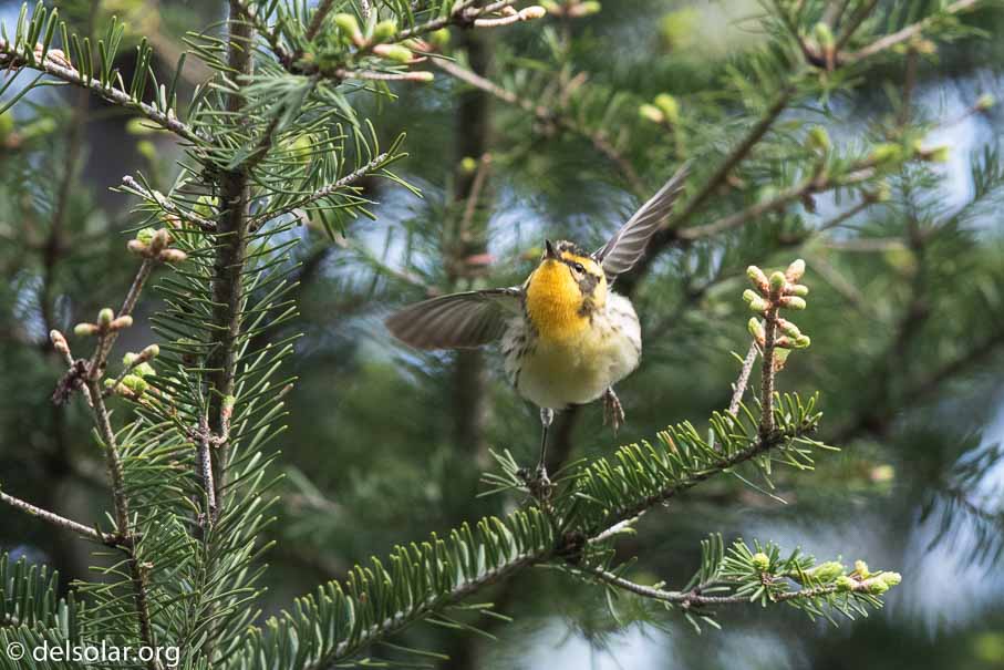 Canon EOS 7D Mark II - EF600mm f/4L IS II USM - 1/800 sec at f / 4.5 - 2/3 EV