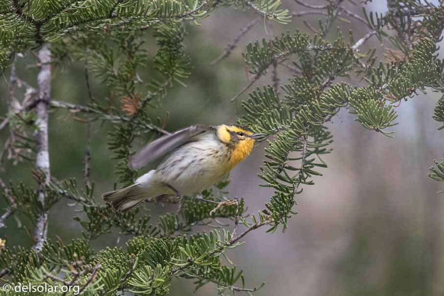 Canon EOS 7D Mark II - EF600mm f/4L IS II USM - 1/1000 sec at f / 4.5 - 2/3 EV