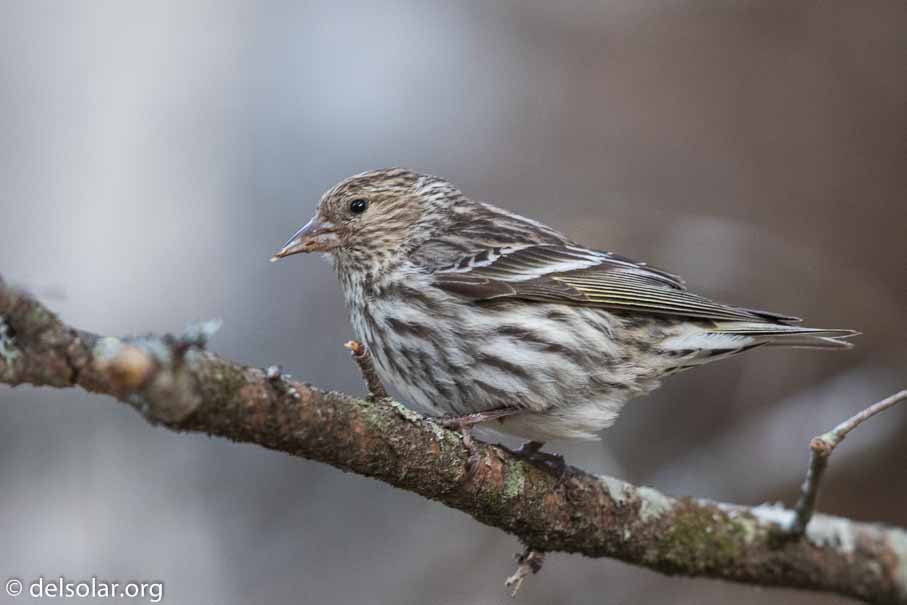 Canon EOS 7D Mark II - EF600mm f/4L IS II USM - 1/320 sec at f / 4.5 - 2/3 EV