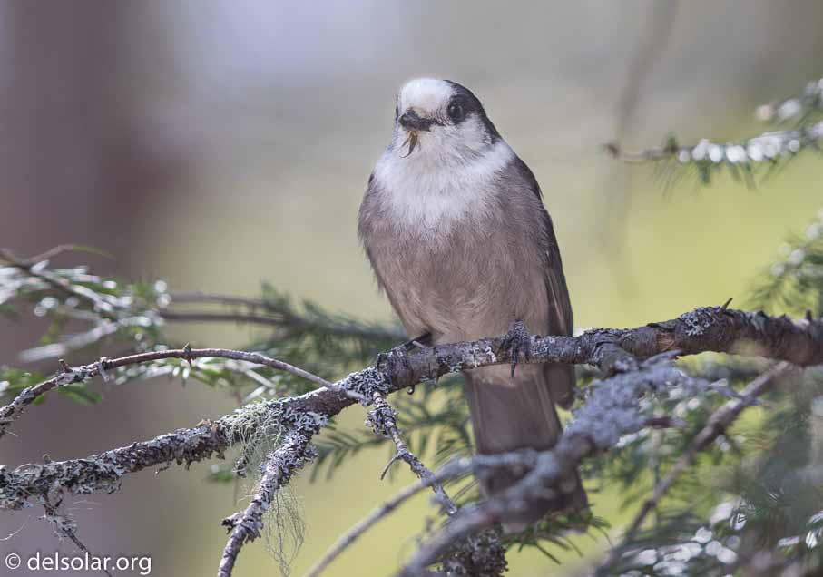 Canon EOS 7D Mark II - EF600mm f/4L IS II USM - 1/500 sec at f / 4.0 - 2/3 EV