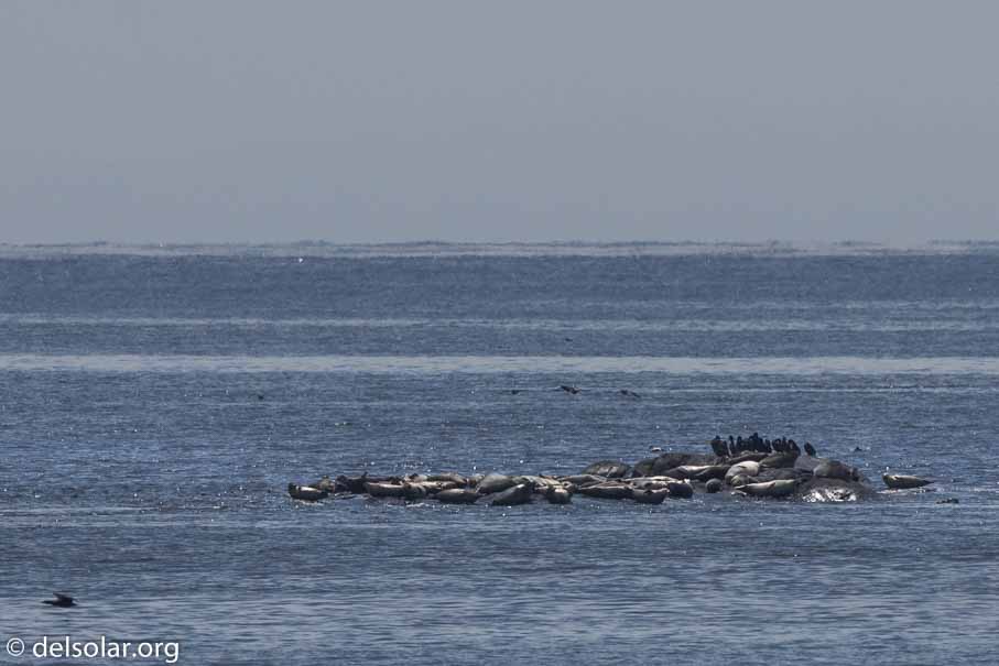 Canon EOS 7D Mark II - EF600mm f/4L IS II USM - 1/4000 sec at f / 6.3 - 0 EV