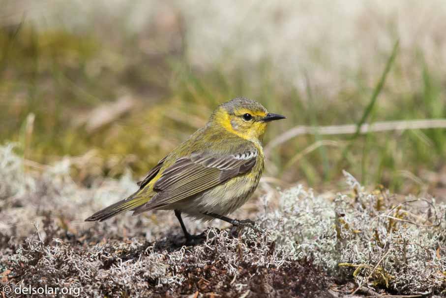 Canon EOS 7D Mark II - EF600mm f/4L IS II USM - 1/8000 sec at f / 4.0 - 2/3 EV