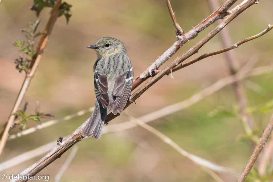 Canon EOS 7D Mark II - EF600mm f/4L IS II USM - 1/2500 sec at f / 7.1 - 2/3 EV