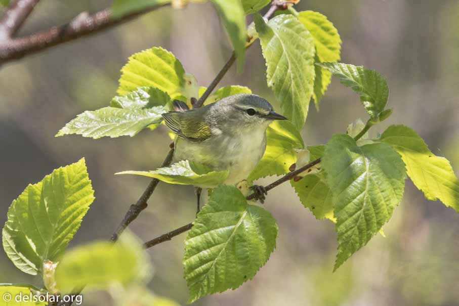 Canon EOS 7D Mark II - EF600mm f/4L IS II USM - 1/1250 sec at f / 7.1 - 2/3 EV