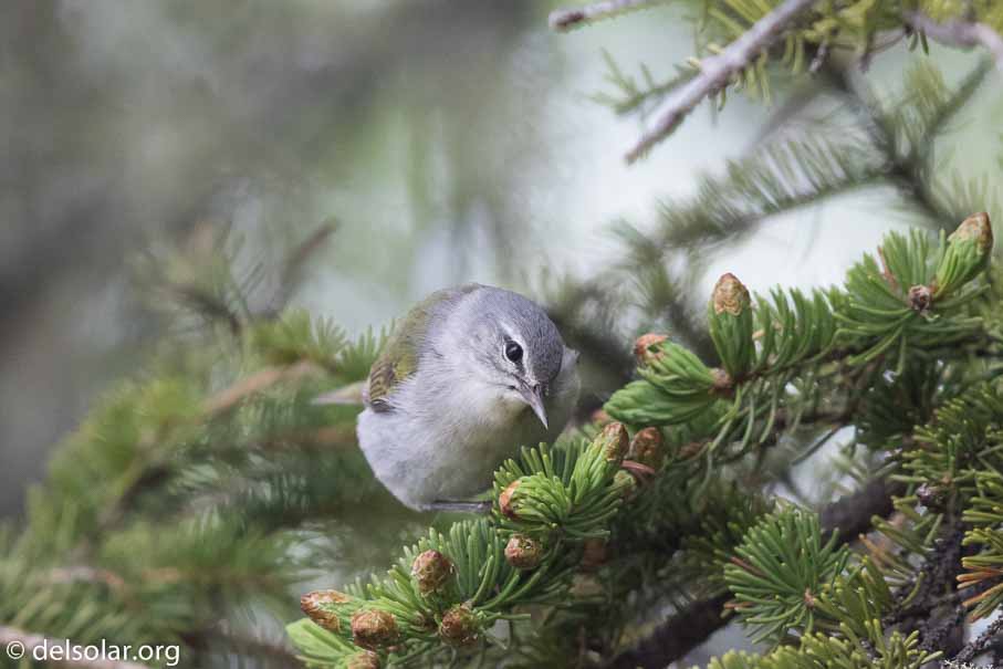 Canon EOS 7D Mark II - EF600mm f/4L IS II USM - 1/1000 sec at f / 4.5 - 2/3 EV