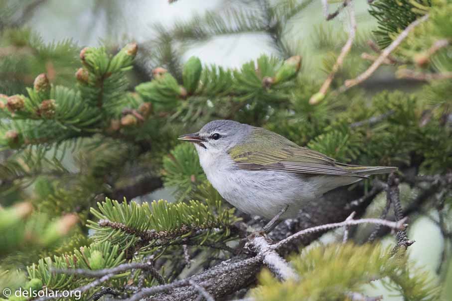 Canon EOS 7D Mark II - EF600mm f/4L IS II USM - 1/1000 sec at f / 4.5 - 2/3 EV