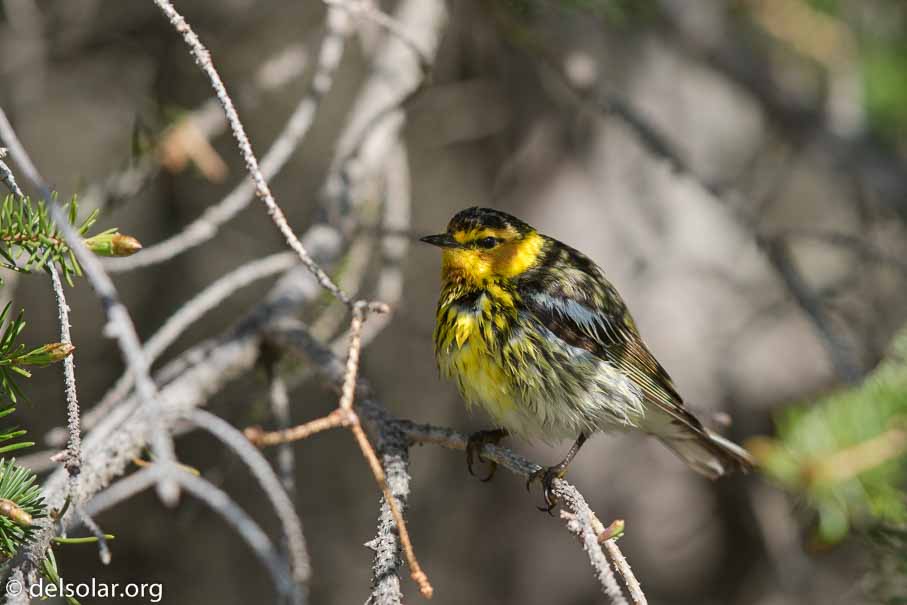 Canon EOS 7D Mark II - EF600mm f/4L IS II USM - 1/1600 sec at f / 4.5 - 0 EV