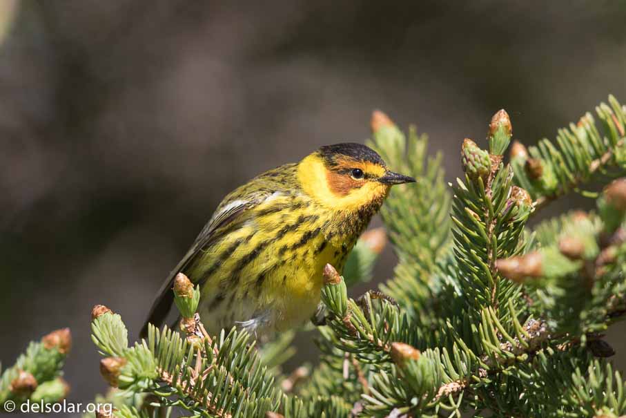 Canon EOS 7D Mark II - EF600mm f/4L IS II USM - 1/1600 sec at f / 4.5 - 0 EV