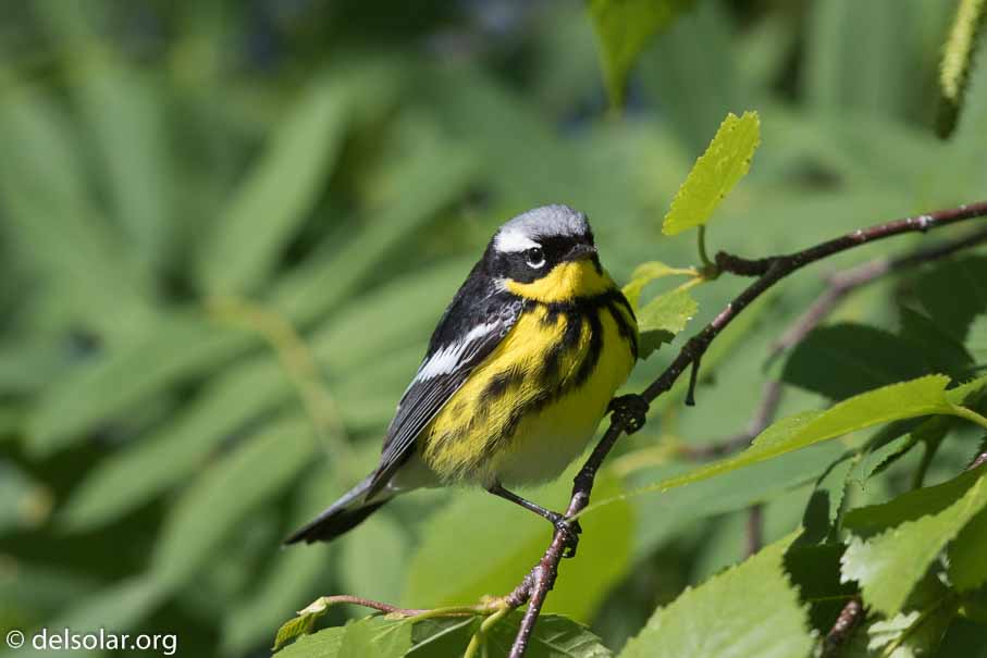 Canon EOS 7D Mark II - EF600mm f/4L IS II USM - 1/2500 sec at f / 4.5 - 0 EV