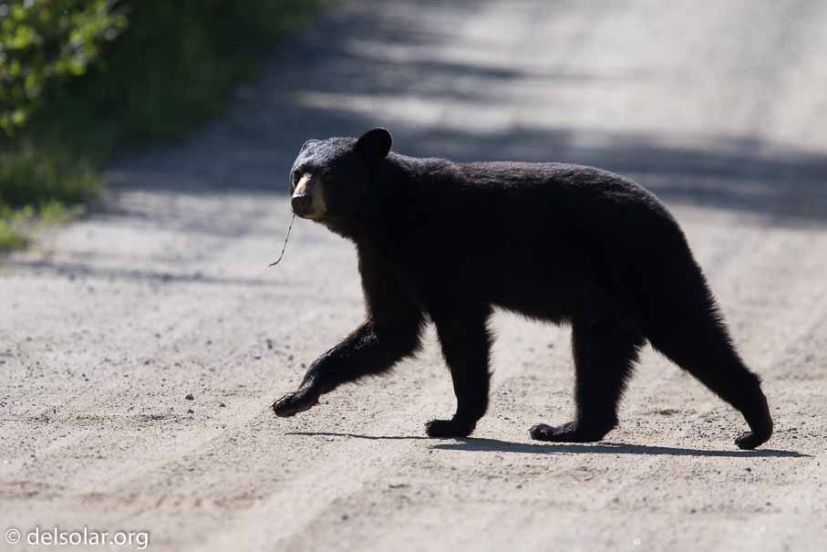 Canon EOS 7D Mark II - EF600mm f/4L IS II USM - 1/2000 sec at f / 4.5 - 2/3 EV