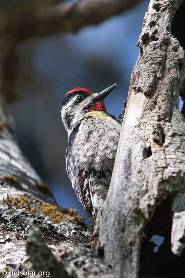 Canon EOS 7D Mark II - EF600mm f/4L IS II USM - 1/640 sec at f / 4.5 - 1 EV