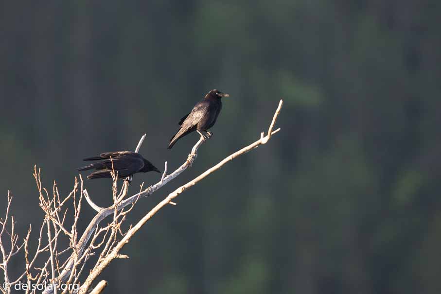 Canon EOS 7D Mark II - EF600mm f/4L IS II USM - 1/800 sec at f / 5.0 - 0 EV