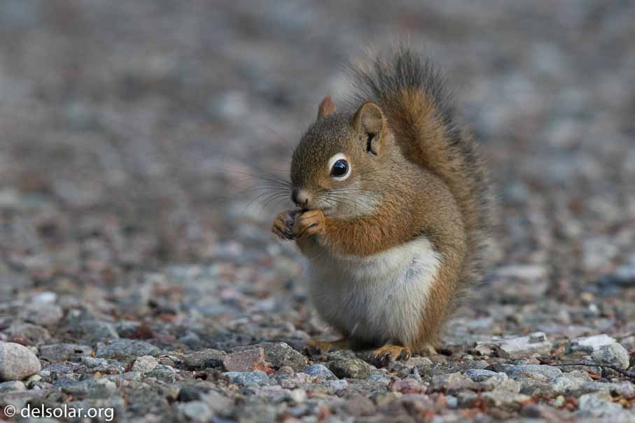 Canon EOS 7D Mark II - EF600mm f/4L IS II USM - 1/1000 sec at f / 5.0 - 0 EV