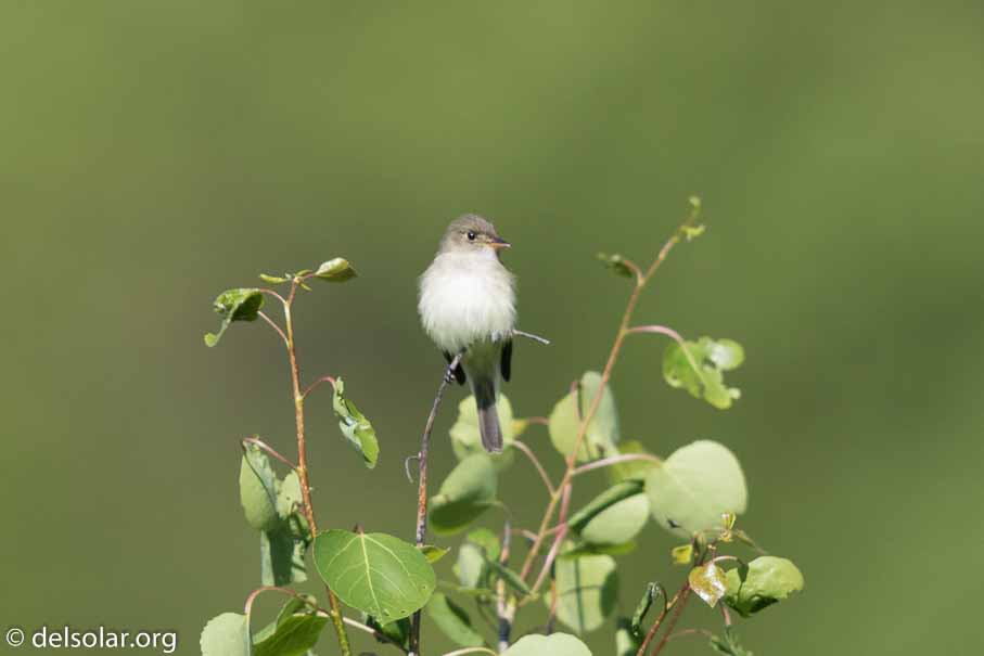 Canon EOS 7D Mark II - EF600mm f/4L IS II USM - 1/2000 sec at f / 4.5 - 1/3 EV