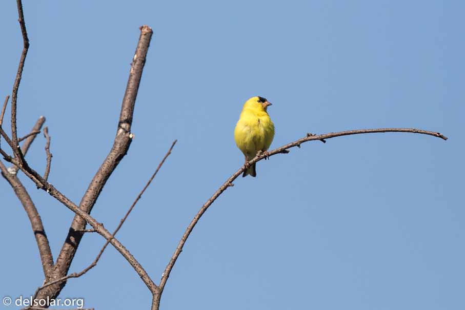 Canon EOS 7D Mark II - EF600mm f/4L IS II USM - 1/4000 sec at f / 4.5 - 1/3 EV