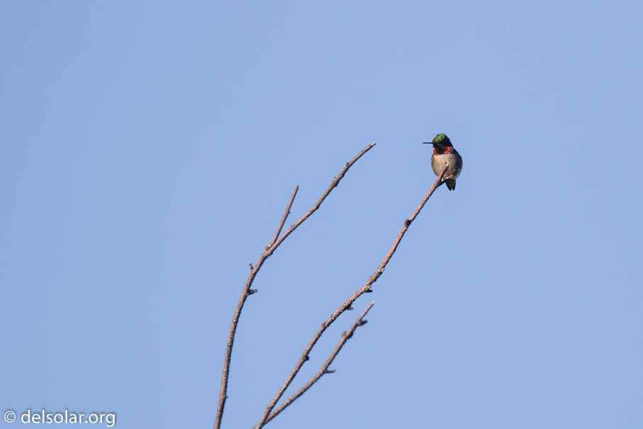 Canon EOS 7D Mark II - EF600mm f/4L IS II USM - 1/3200 sec at f / 4.5 - 1/3 EV