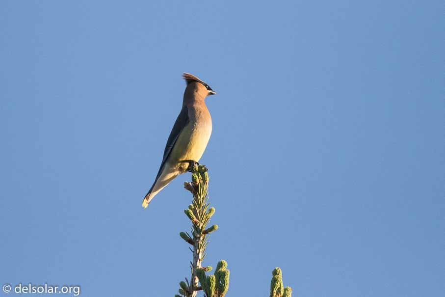 Canon EOS 7D Mark II - EF600mm f/4L IS II USM - 1/8000 sec at f / 4.0 - 1/3 EV