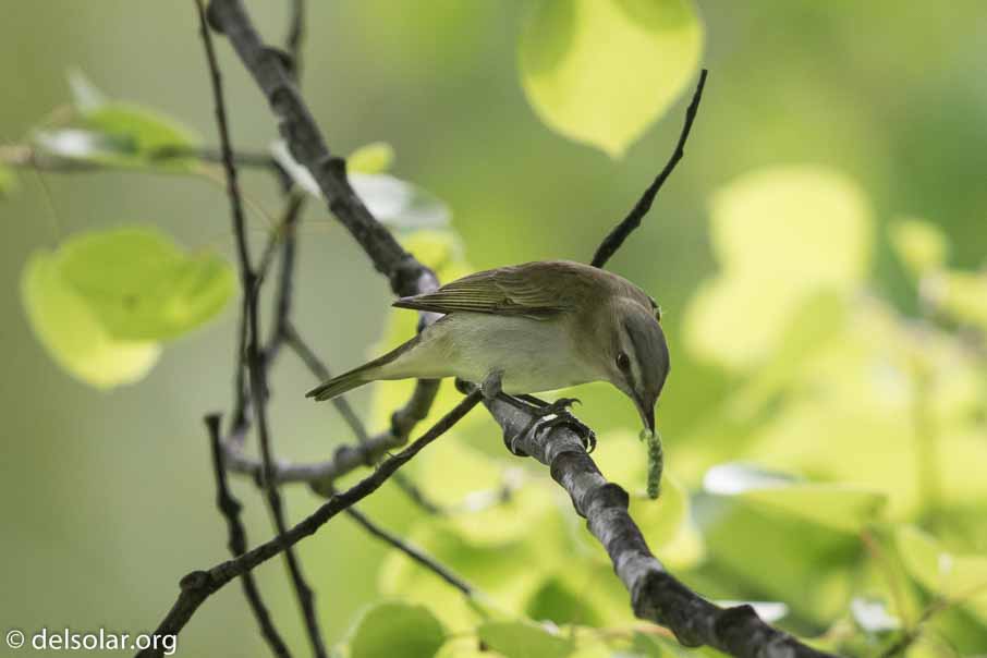 Canon EOS 7D Mark II - EF600mm f/4L IS II USM - 1/1250 sec at f / 4.0 - 1 EV